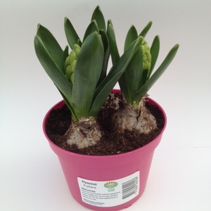 hyacint-3-plant-rosa-109762.JPG
